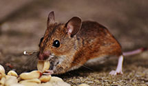 24 Hour & Emergency Exterminators in Frazeysburg, OH